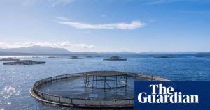 The Albanese administration reaffirms their stance on permitting salmon farming operations in Tasmania, despite concerns regarding the potential threat it poses to the endangered Maugean skate species.