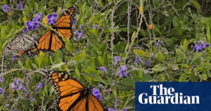 The Enchanted Earl: Monarch Butterflies Enthrall Visitors and Residents in Western Australian Town – Butterflies