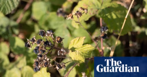 Experts claim that UK’s early ripening of berries signifies pressure on nature | UK climate