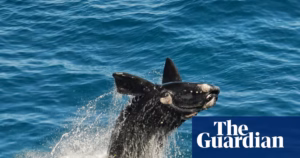 South Australia’s whale birthing period seen as positive indication for marine life development | Environmental News