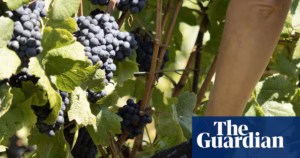 Rain in August and Its Impact on the Production of Honey and Wine | Environmental Insights