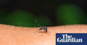 Climate change sparks surge in dengue epidemics throughout the Pacific region, according to specialists.