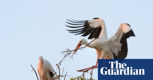 Efforts to Reintroduce White Storks to London Are Being Evaluated by Rewilding Group, a New Addition to Urban Wildlife Conservation