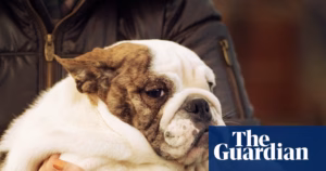 Puppy weight concerns: are veterinarians considering diet pills for animals? | Animal Care