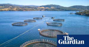 Tasmanian salmon farming growth stalled as Liberal government mandates re-examination in light of impending parliamentary clash | Tasmania political scene