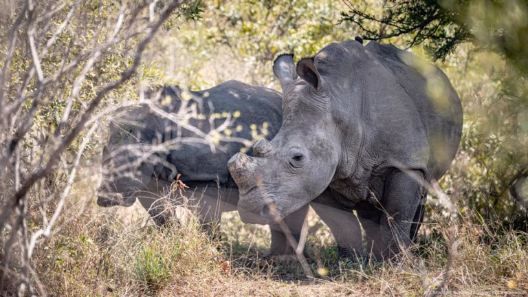 Recent rhinoceros population assessment presents both positive and negative outcomes for the planet’s five rhino species – DW – 08/08/2025