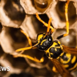 A wasp colony found to have radioactive properties has been uncovered at a former location where the United States developed nuclear weapons.