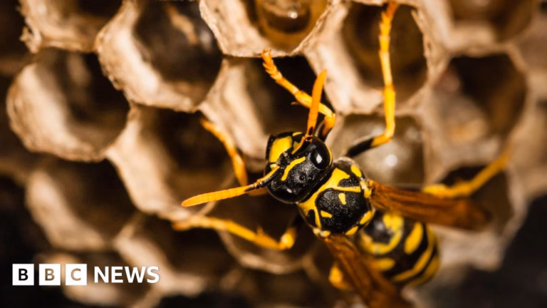A wasp colony found to have radioactive properties has been uncovered at a former location where the United States developed nuclear weapons.