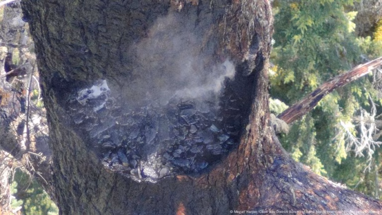 Fire crews combat a blaze on a historic tree – DW – August 20, 2025