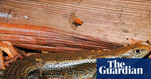 Investigations on Australian Skink Lizards’ Defense Against Snake Poison May Improve Antitoxin Development | Reptiles