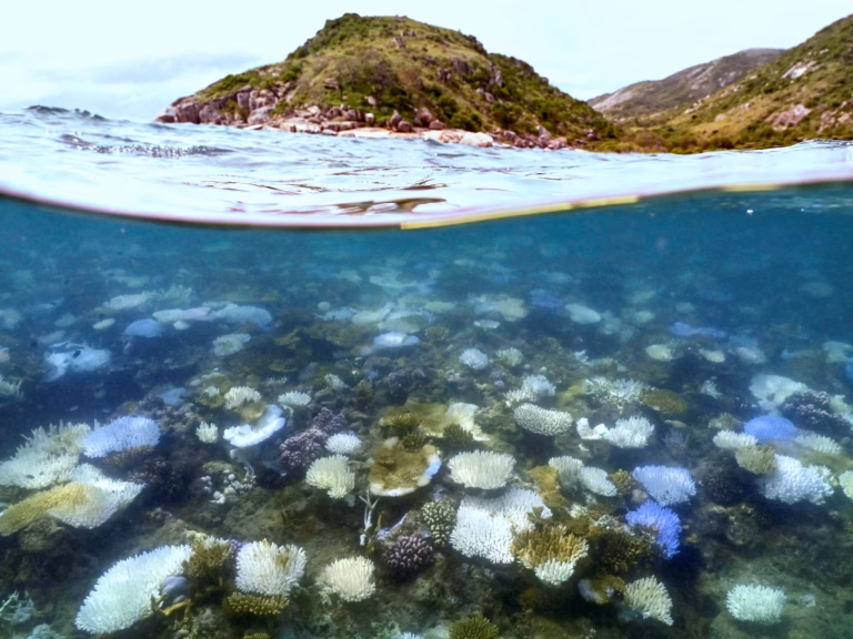 The Great Barrier Reef of Australia is experiencing unprecedented levels of bleaching due to rising ocean temperatures, highlighting the ongoing climate crisis.