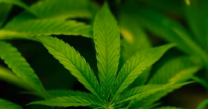 Trump Considers Classifying Cannabis as Lower-Risk Substance | Drug Updates