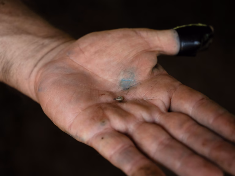 Mexico experiences significant 53% rise in flesh-eating screwworm cases, according to recent report from Agriculture sector.