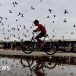 Controversy erupts over the prohibition of feeding pigeons in India.