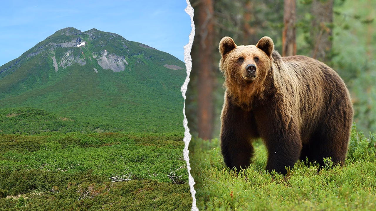 Brown bear attack japan.jpg