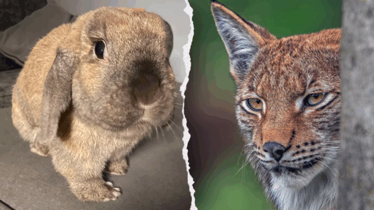 Copenhagen Zoo Invites Public to Contribute Unclaimed Pets for Predator Feeding; PETA Raises Objections