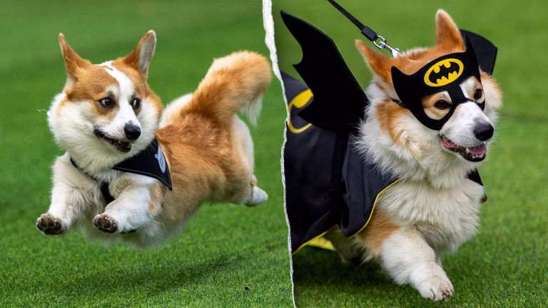 In Lithuania, a festive corgi gathering brings together 120 teams of the beloved quadrupeds hailing from diverse regions of Europe.