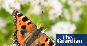 The Latest Butterfly Population Survey in Britain Indicates Stabilization at Average Numbers