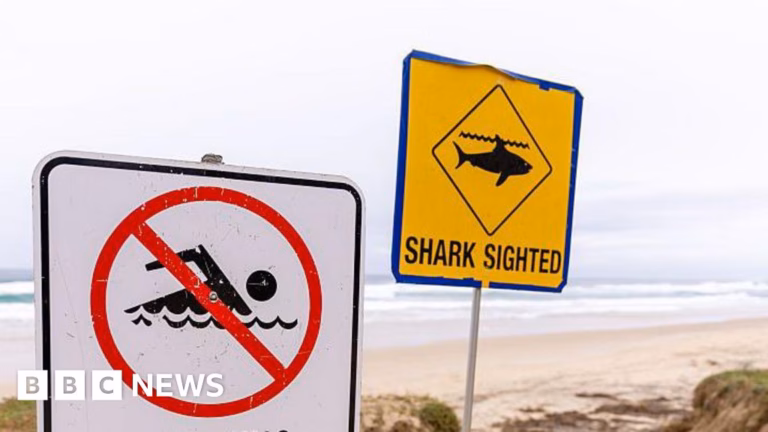 Person Perishes Following Alleged Shark Encounter in Sydney