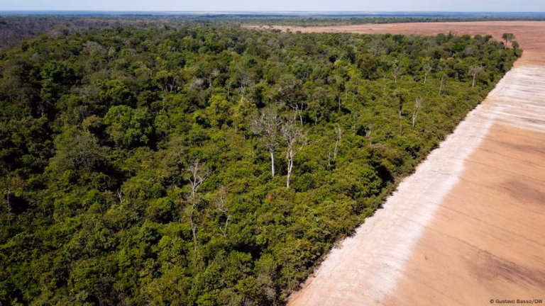 Over 140 environmental activists murdered in 2024 – DW – September 17, 2025