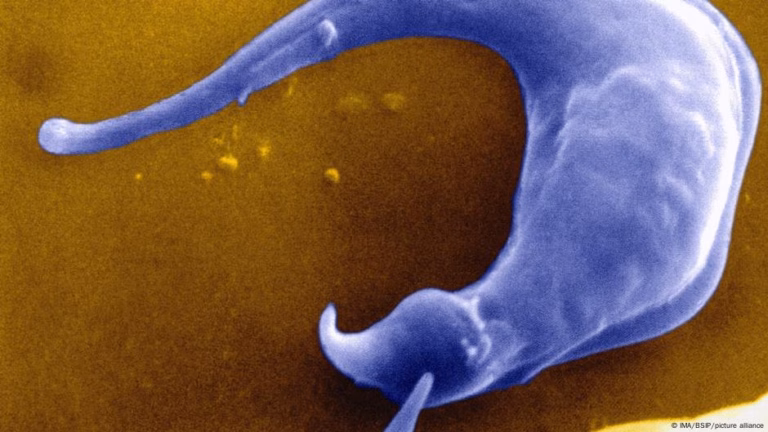 American Spread of ‘Kissing Bug’: DW Report – 13th September 2025