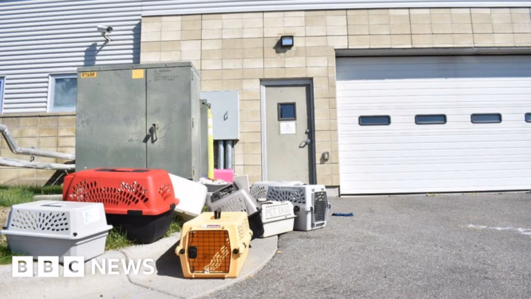 Facility for stray animals urgently moves out all creatures due to FBI burning meth located on premises.