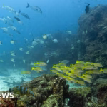 The pivotal marine agreement has achieved a significant milestone, cementing its activation.