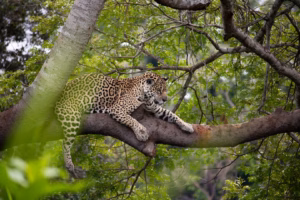 Film: Mexico sees increase in Jaguar population despite looming extinction dangers in their habitat.