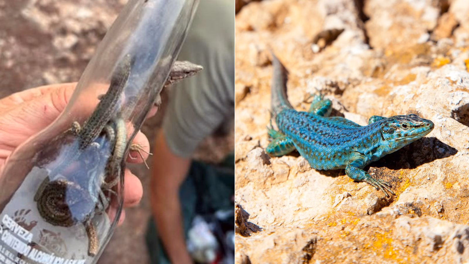 Skynews ibiza lizard litter 7010173.jpg
